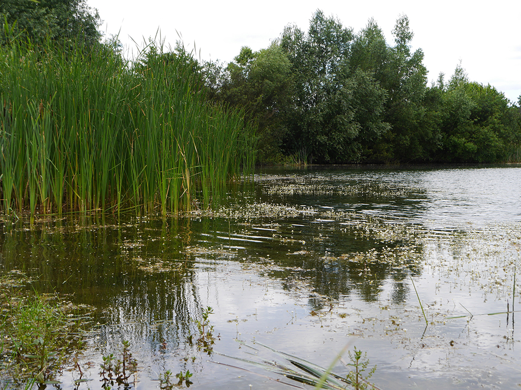 Wasserpflanzenreiches Seeufer Wasserpflanzenreiches Seeufer