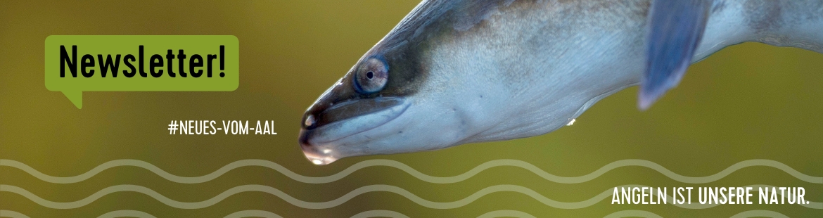 Nahaufnahme eines Aals