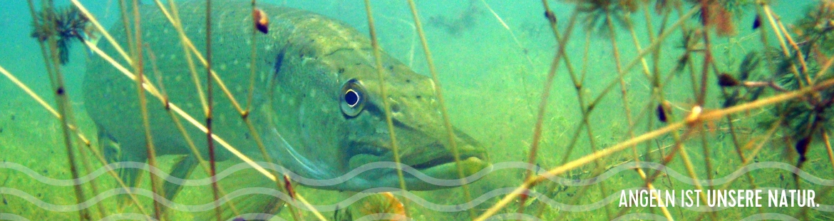 Ein Hecht unter Wasser