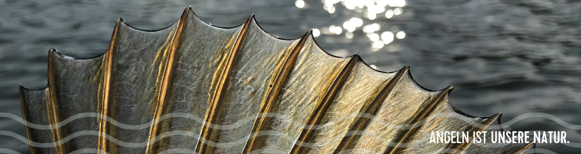 Eine Rückenflosse eines Fisches