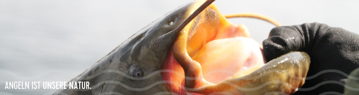 Ein Wels wird am Unterkiefer gehalten