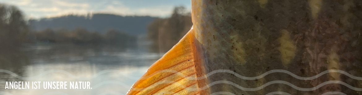Detailaufnahme einer Hechtflosse