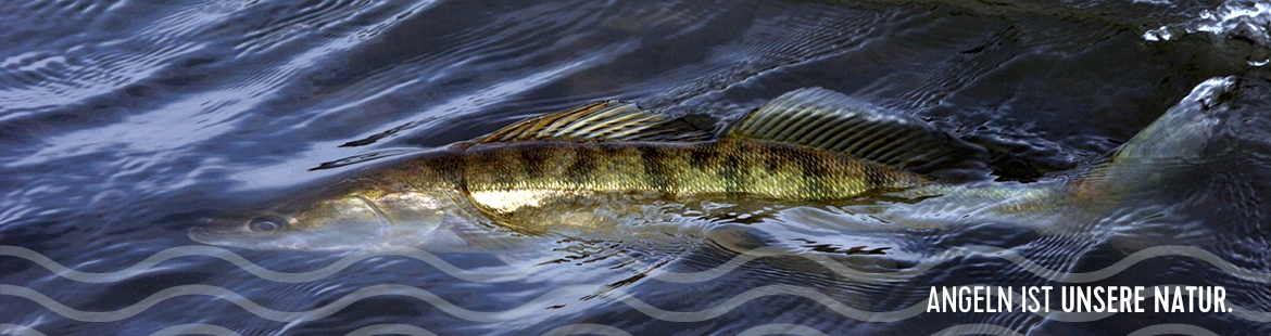Ein Zander im Wasser