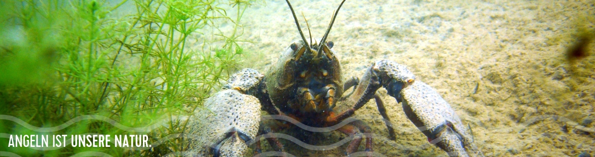 Ein Flusskrebs unter Wasser