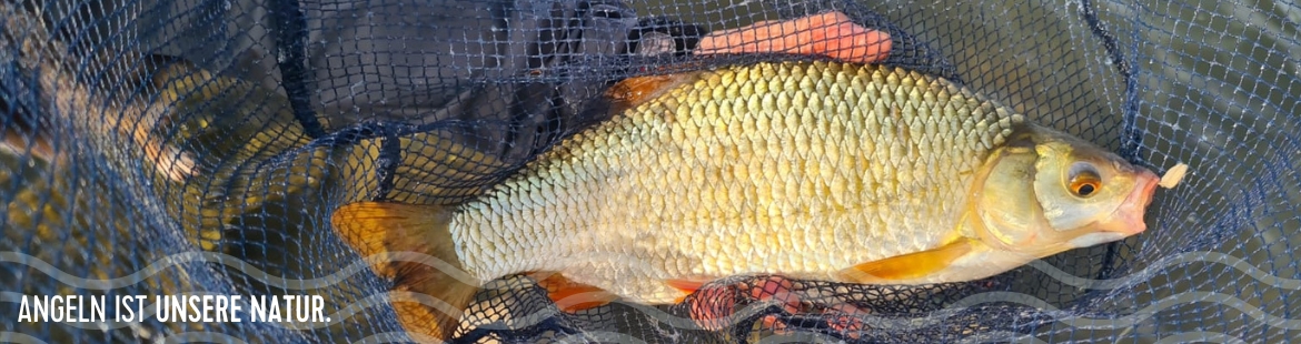 Ein Fisch im Kescher