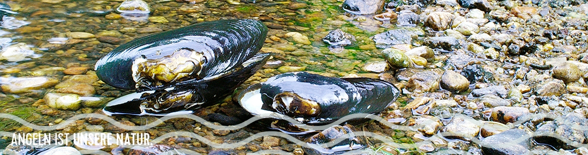 Muscheln liegen auf dem Kies