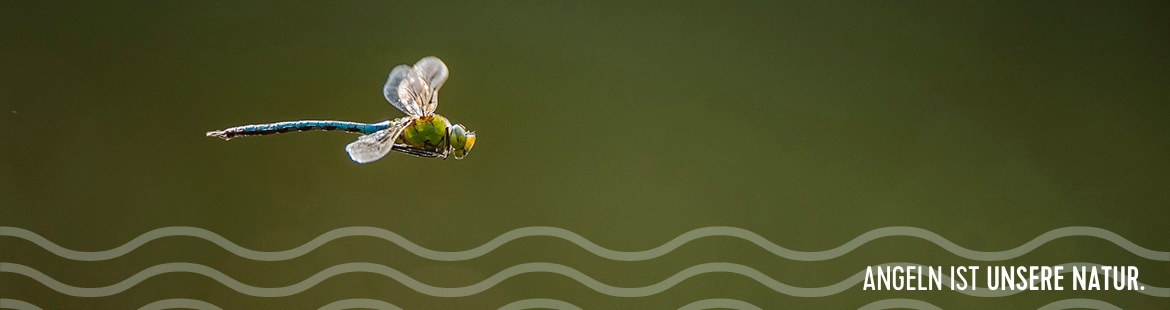 Libelle im Flug