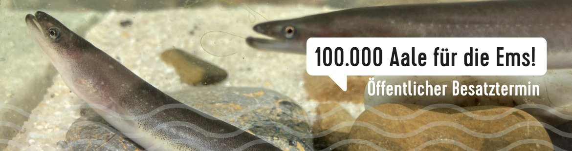Junge Aale im Aquarium