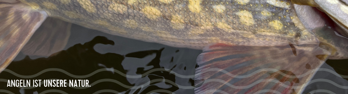 Fisch