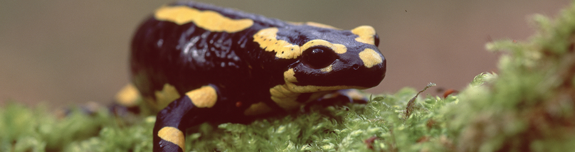 Feuersalamander von vorne aus Moos