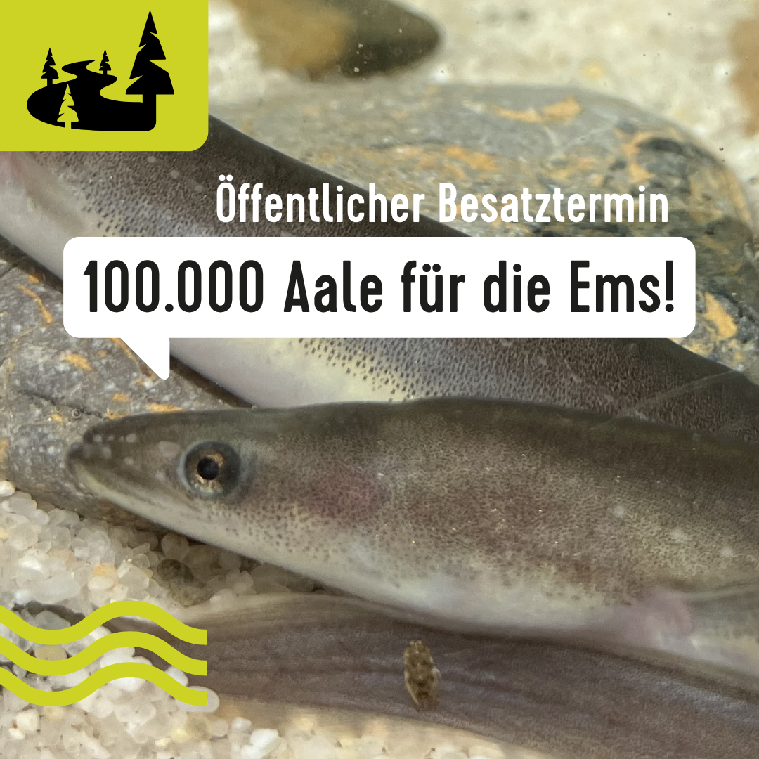 Thumbnail zur Newsmeldung 100.000 Aale für die Ems Ein Aal im Aquarium