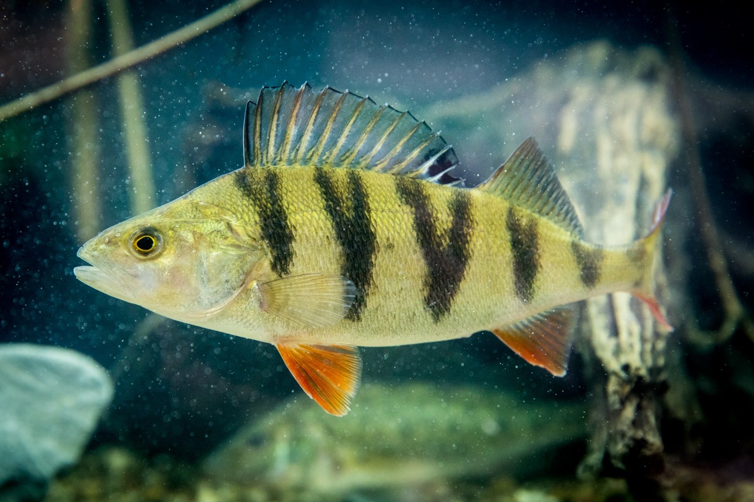 Flussbarsch (Perca fluviatilis). Quelle: DAFV, Olaf Lindner