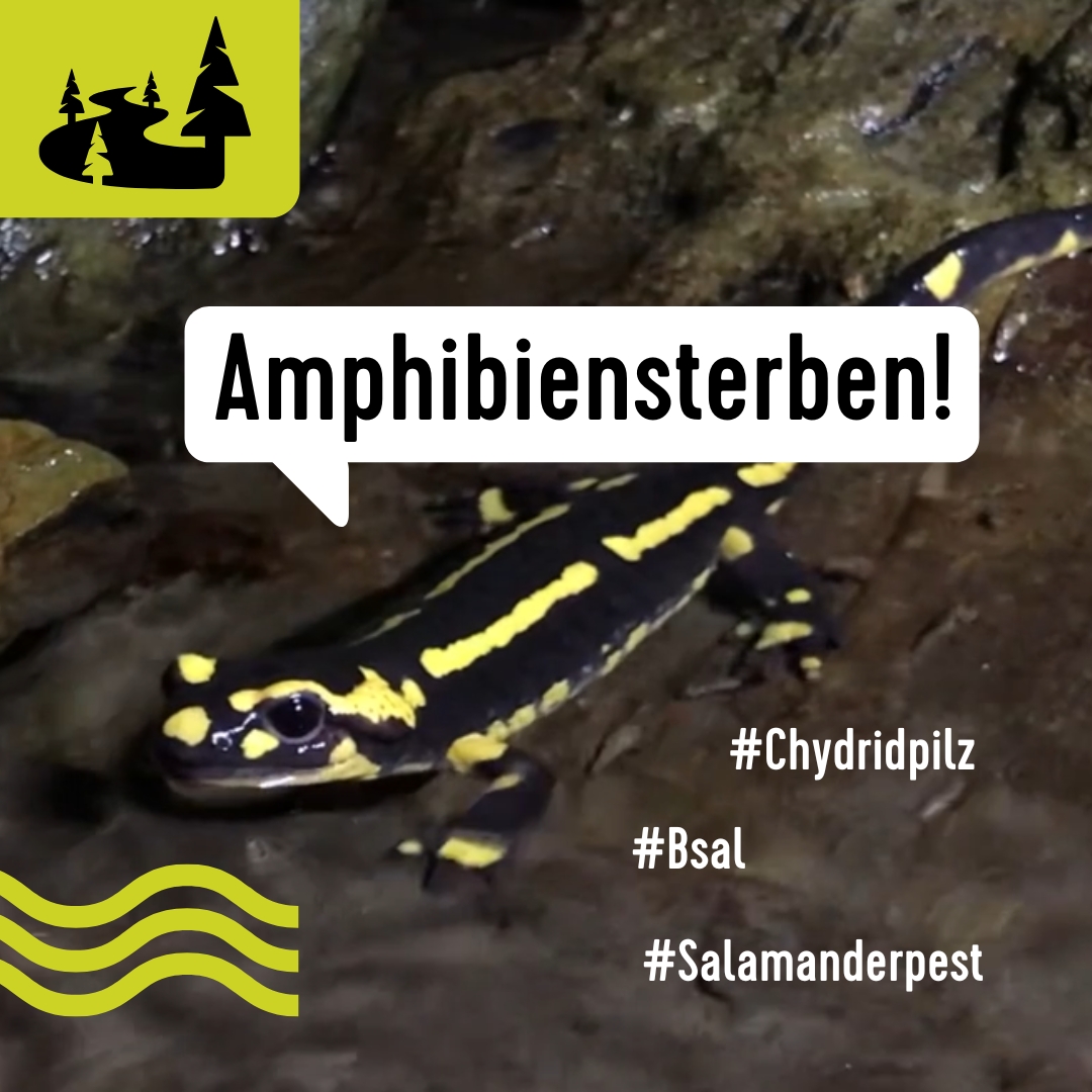 Abbildung Feuersalamander zum amphibiensterben