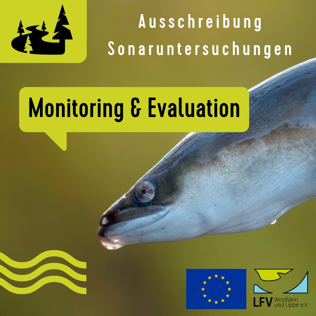 Ausschreibung Aalmonitoring Bild mir Aalkopf, Ausschreibung Aalmonitoring