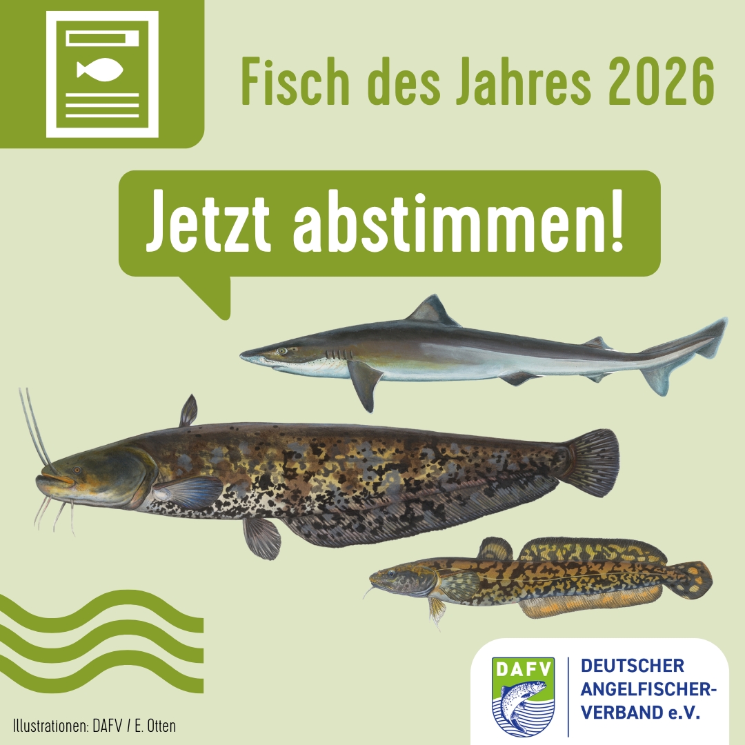 Drei Fischarten, Quappe, Wels und Hundshai mit dem Hinweis im Text "Fisch des Jahres 2026" In einer Sprechblase steht "Jetzt abstimmen!"