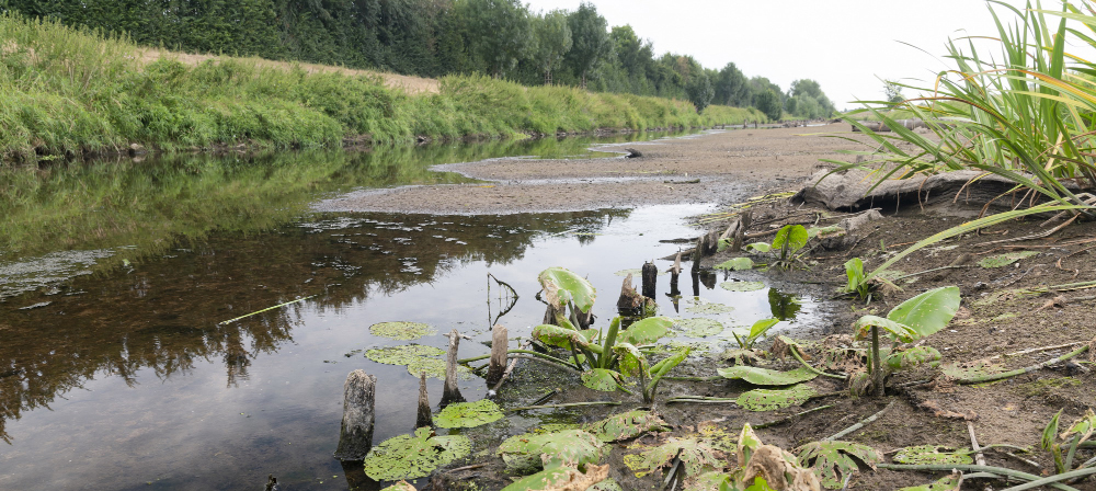 Fische leiden unter der großen Hitze