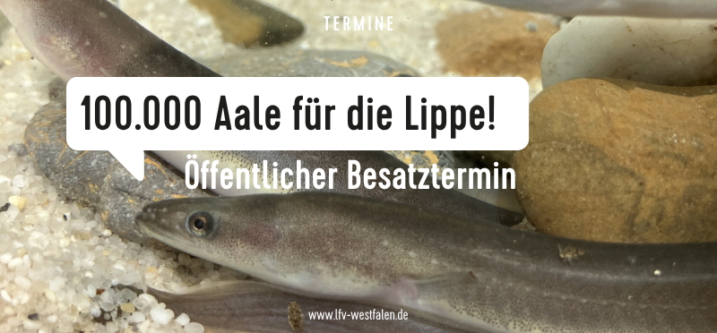 100.000 Aale für die Lippe Thumbnail für Veranstaltung "100.000 Aale" mit Aalen als Hintergrund
